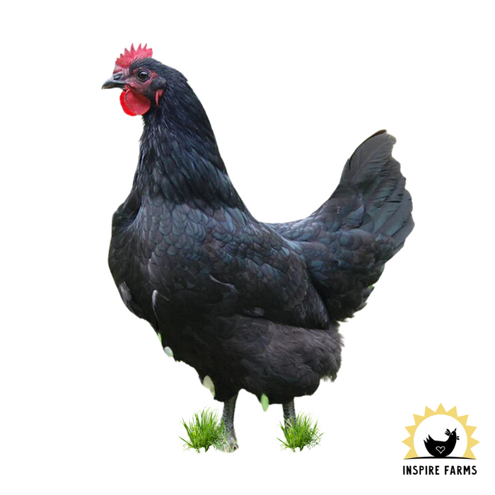 Pullets & Cockerels