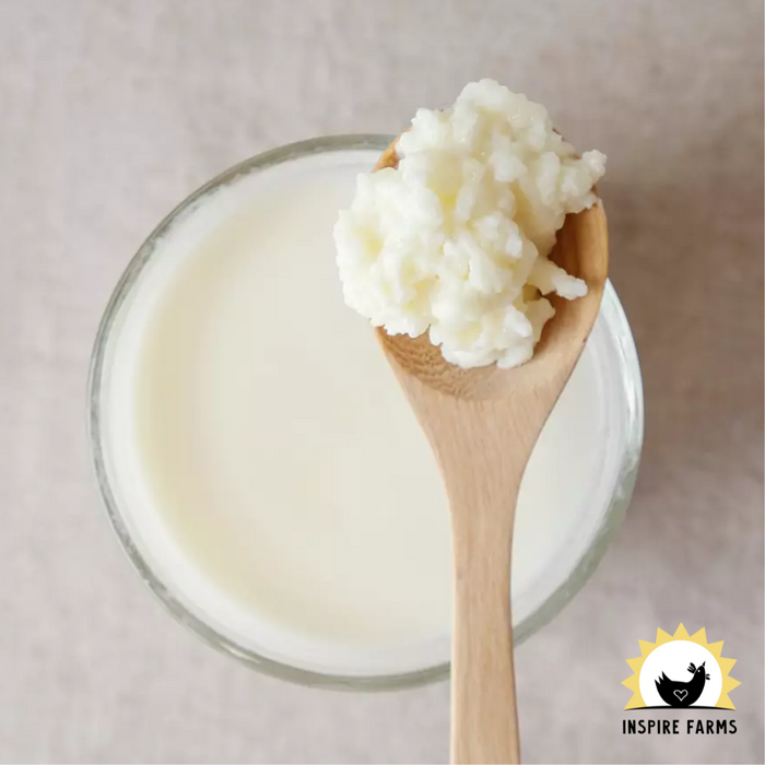 Cultures for Health - Milk Kefir Grains