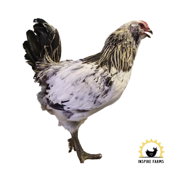 Flock Protection