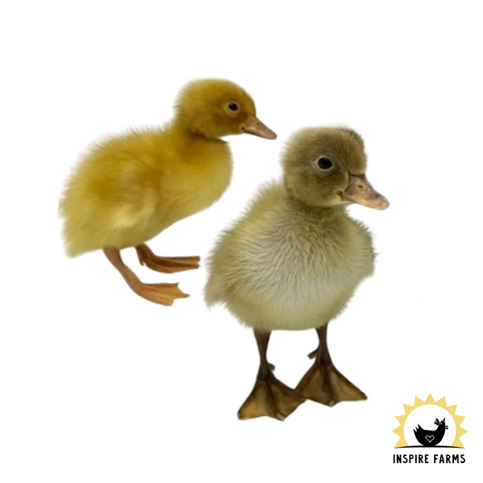 Runner Ducks
