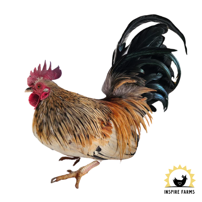 Serama, rare breed
