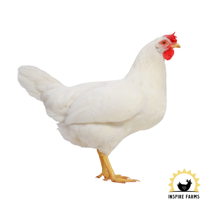 Leghorn - "The Italians"