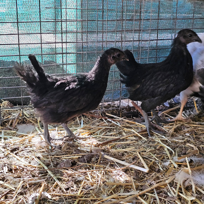 Ayam Cemani, rare breed