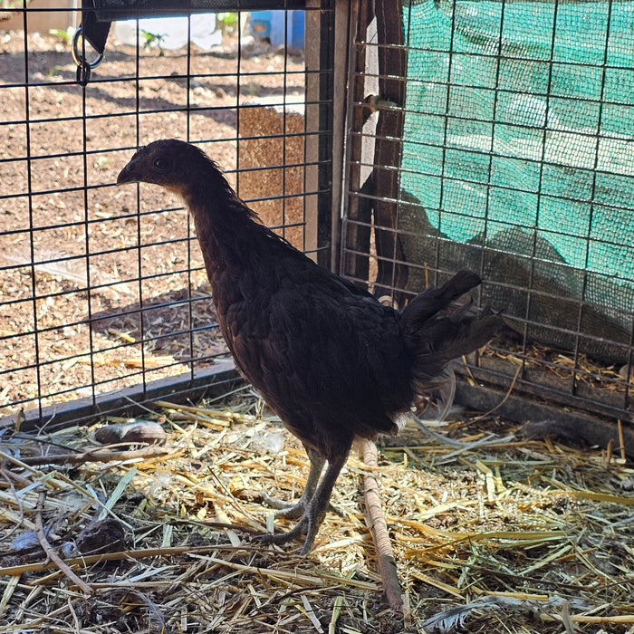 Ayam Cemani, rare breed