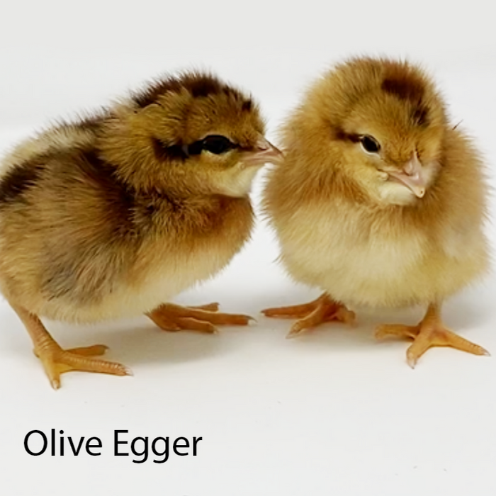 Olive Eggers