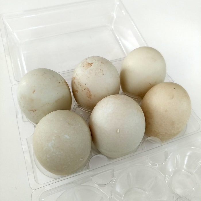 IF Organic Duck Eggs Half Dozen