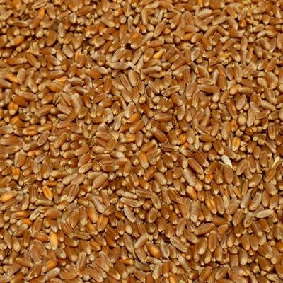 Modesto Milling Whole Wheat