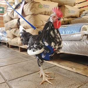 Chicken Harness and Leash Set