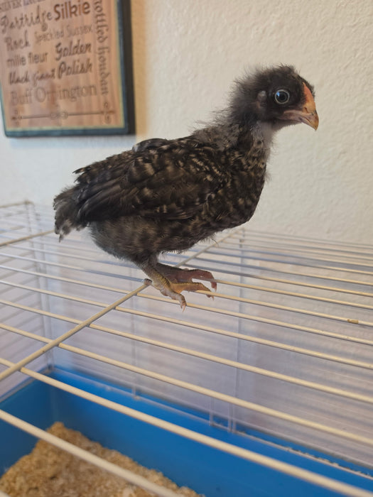 Started Birds