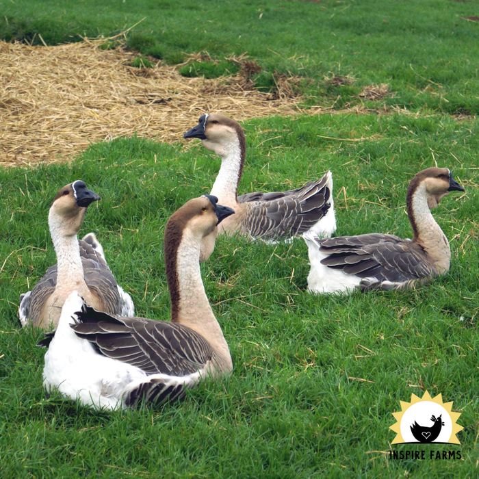 African Geese