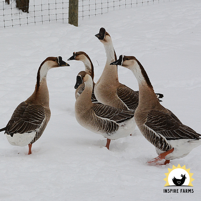 African Geese