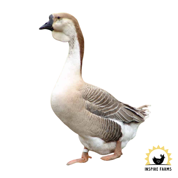 African Geese