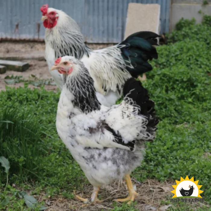Brahma