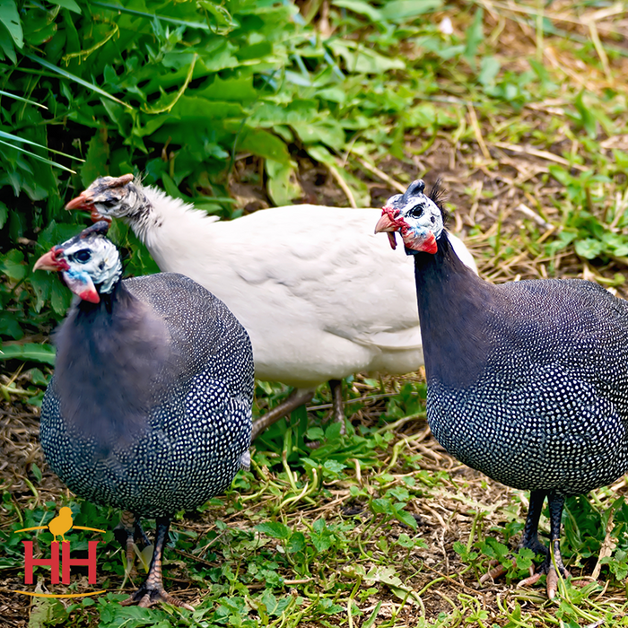 Assorted Guinea Fowl