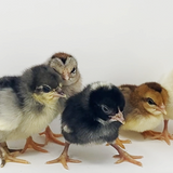Assorted Old English Bantams
