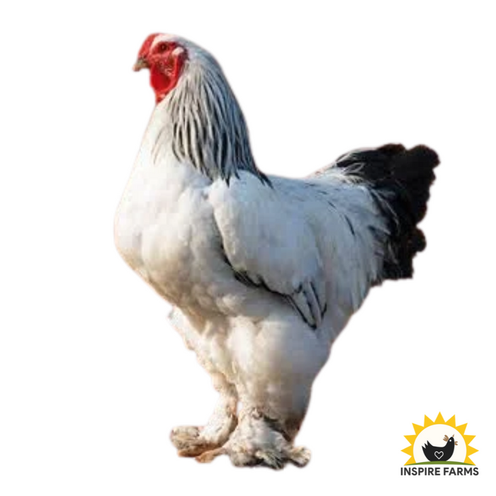 Brahma