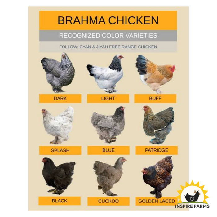 Brahma
