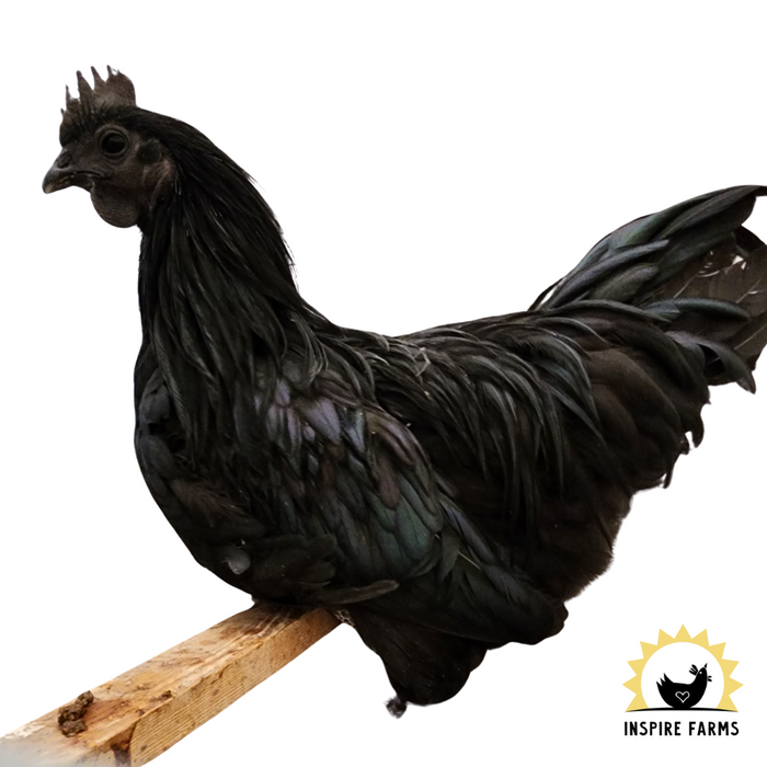 Ayam Cemani, rare breed