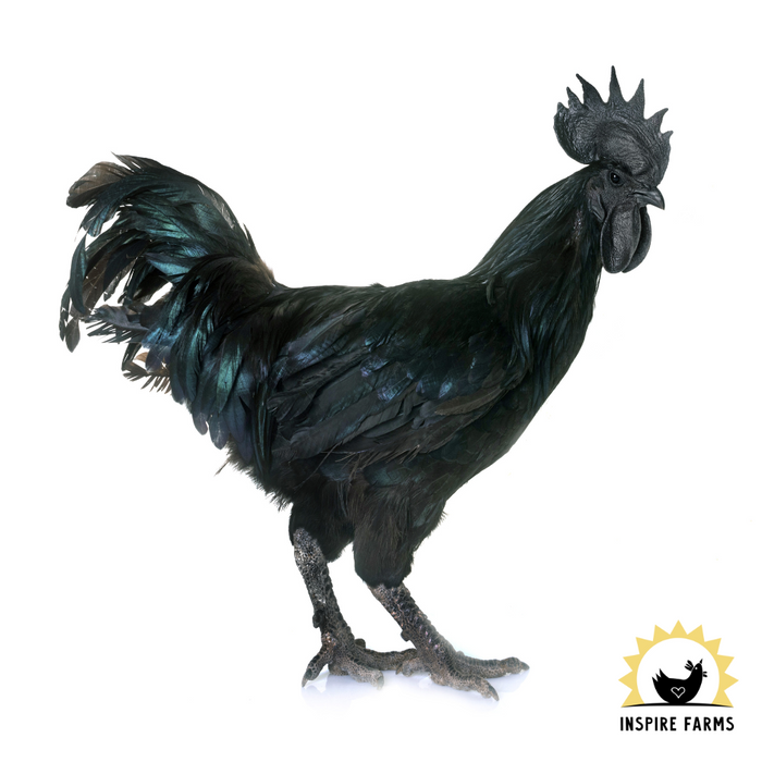 Ayam Cemani, rare breed