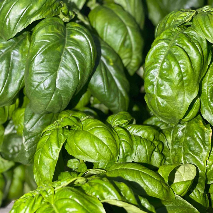 Basil, Italian Big Leaf - 1/2lb bag TruLocal