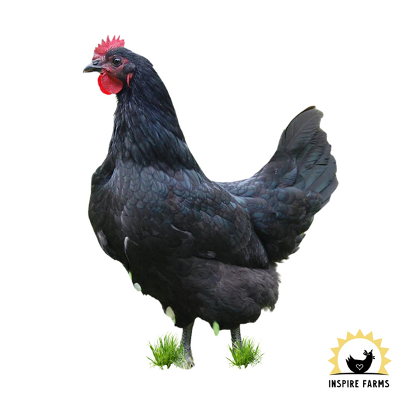 Black Australorp