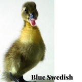 Swedish Blue Duck