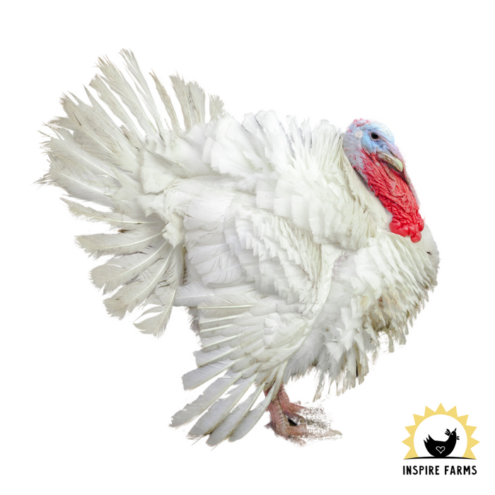 Broad Breasted White Turkey