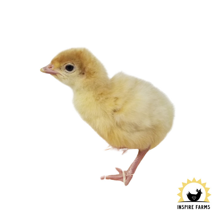 Broad Breasted White Turkey