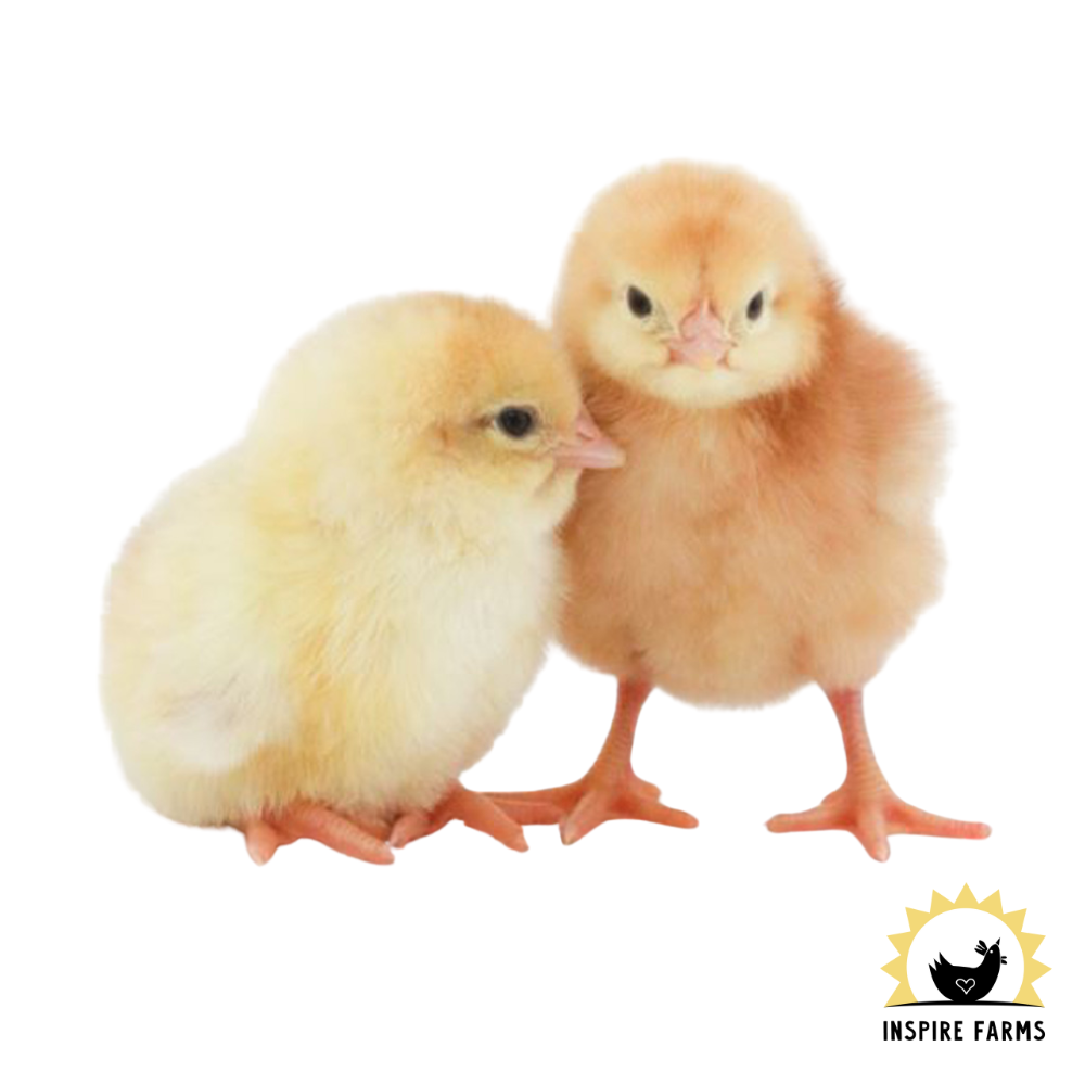 Blue Lace Red Wyandotte