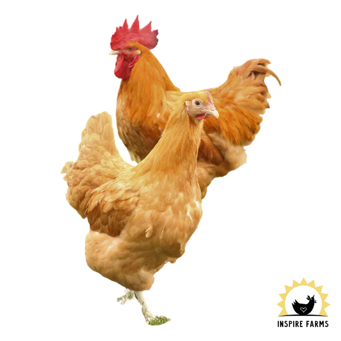 Pullets & Cockerels