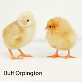 Buff Orpington