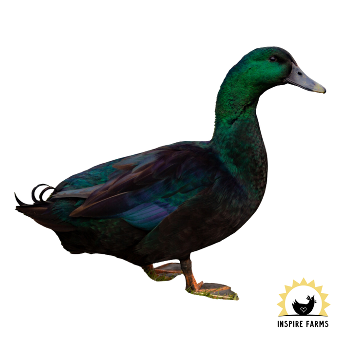 Cayuga Duck