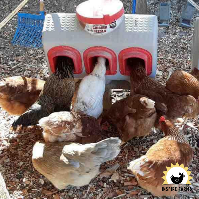 OverEZ Chicken Feeder