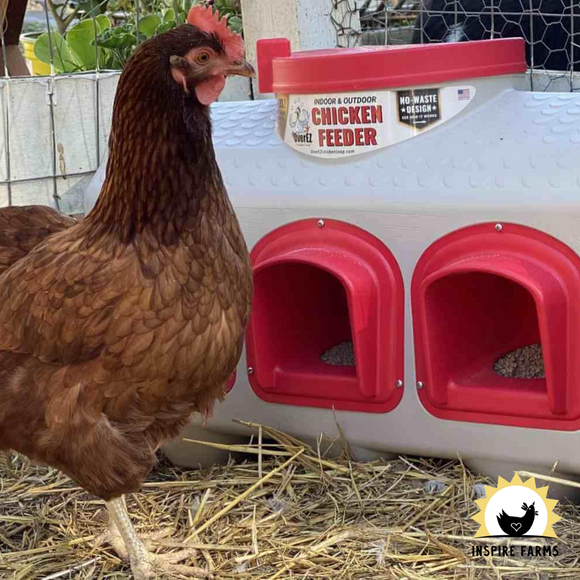 OverEZ Chicken Feeder