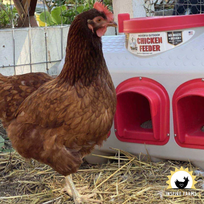 Chicken Waterer and Feeder Replacement Lid