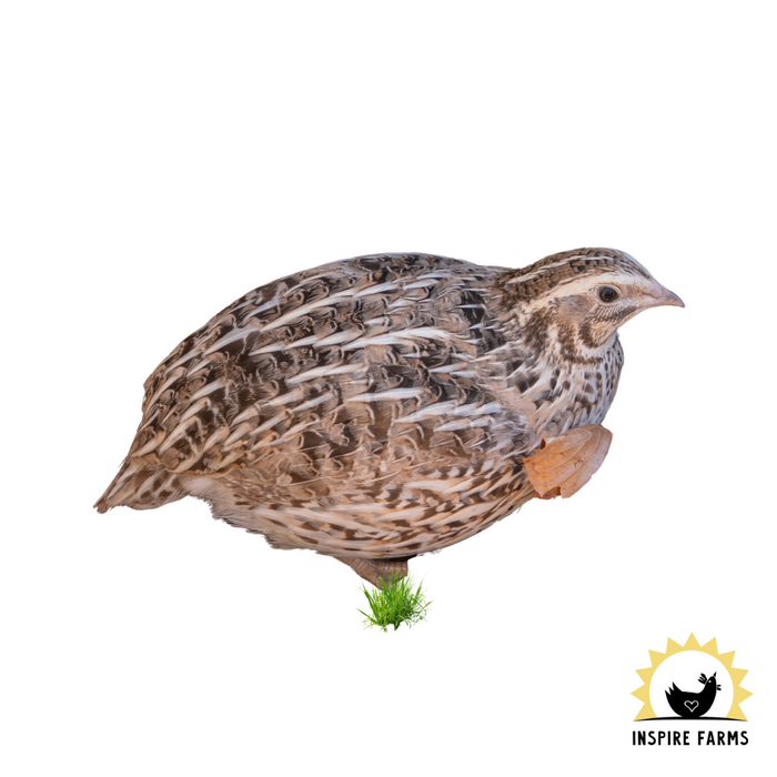 Coturnix Quail