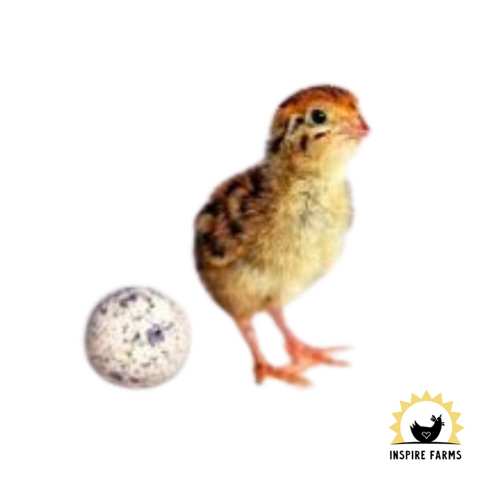 Coturnix Quail