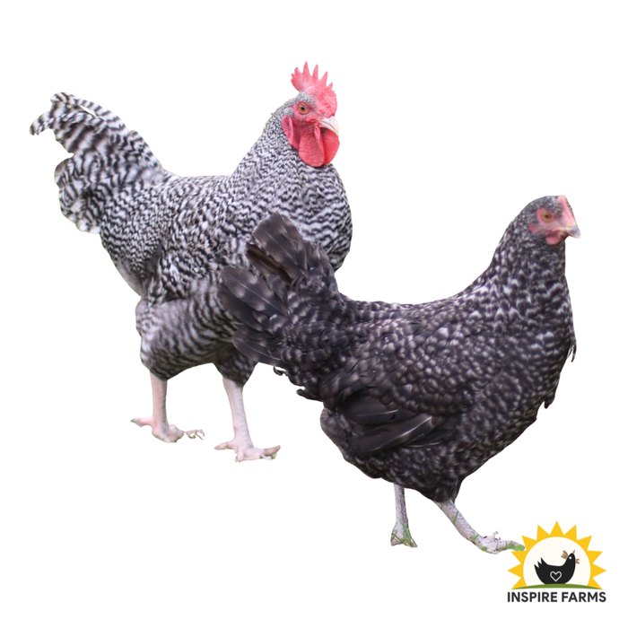 Cuckoo Marans