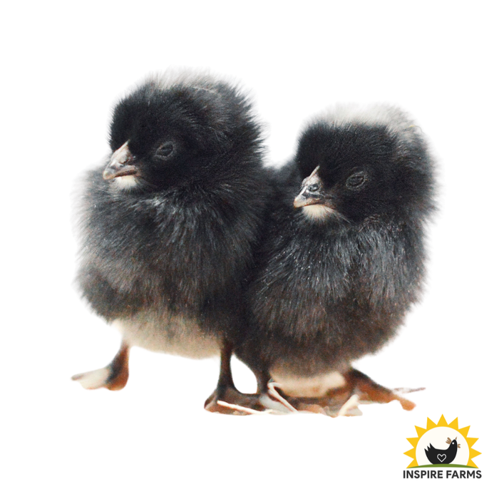 Cuckoo Marans