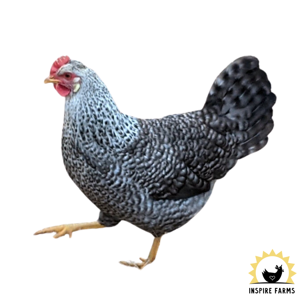 Thumbnail for Easter Egger Miniature Chicken Breeds For Small Farms