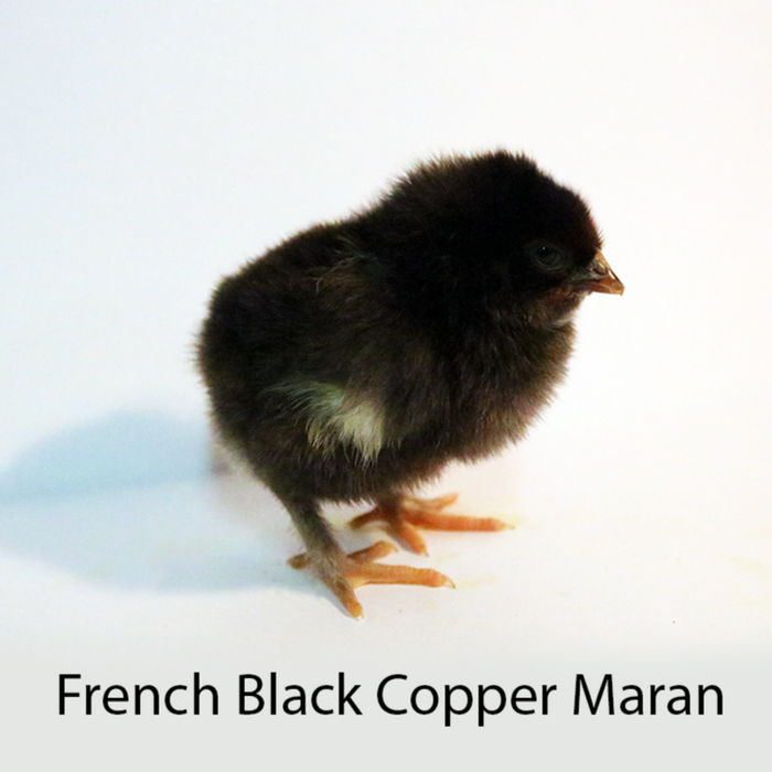 French Maran