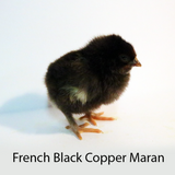 French Black Copper Maran