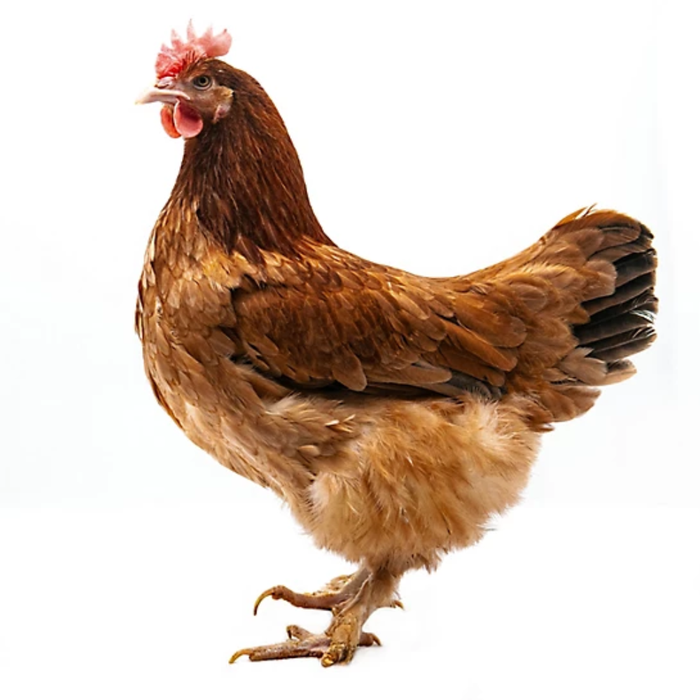 Maran