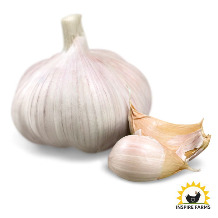 Giant Garlic