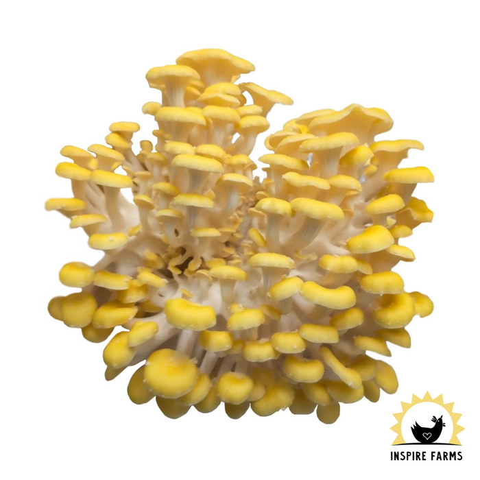 Gold Oyster Mushroom