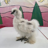 Silkie