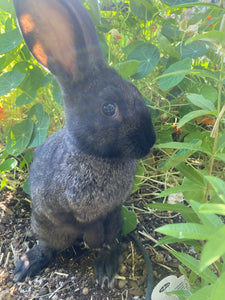 Rex rabbits at Inspire Farms Downtown Mesa AZ