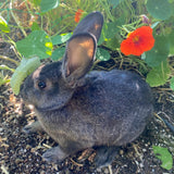 Rex rabbits at Inspire Farms Downtown Mesa AZ