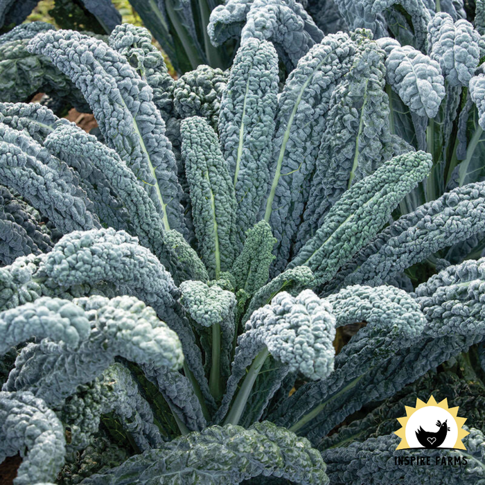Inspire Farms Seeds