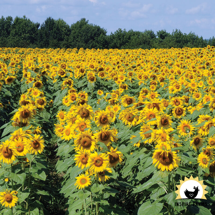 Inspire Farms Seeds